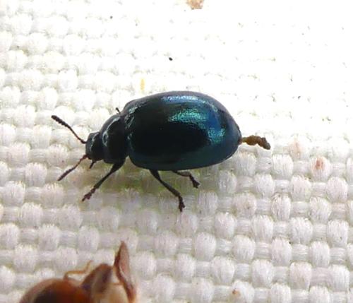 Plagiodera versicolora